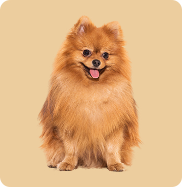 Dog Food